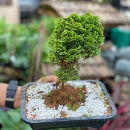 Bonsai