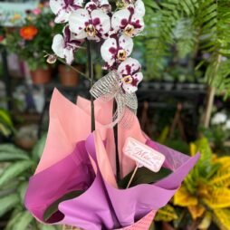 Orquídea Branca com Roxo