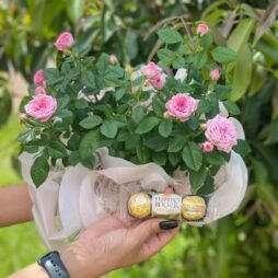Roseira Pink com Ferrero Rocher