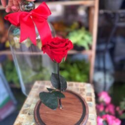 Rosa Eterna Encantada